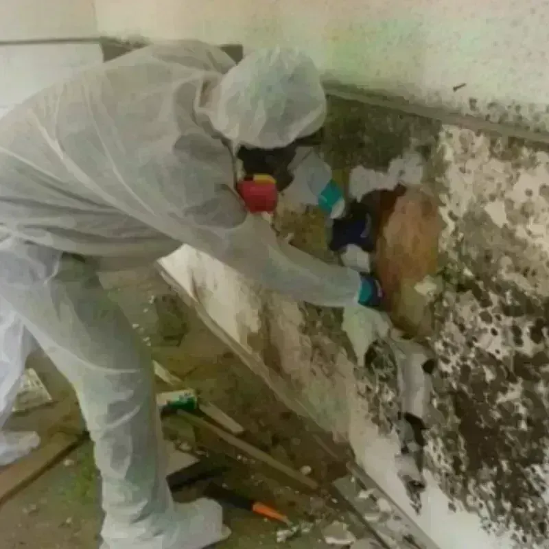 Mold Remediation and Removal in Lares, PR